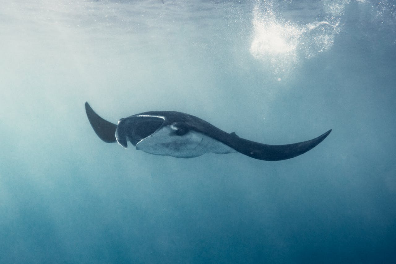 Photography on Stingray